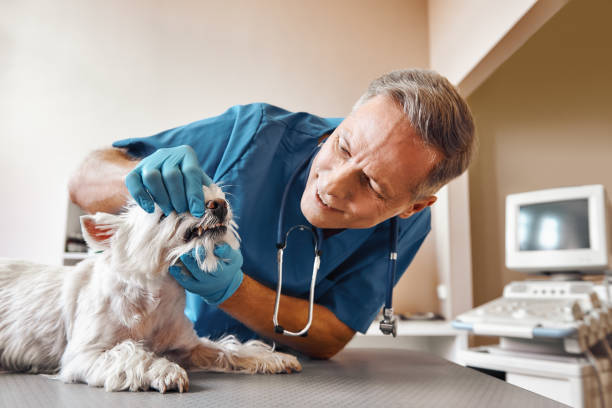 Best 24-Hour Emergency Dental Care in Daingerfield, TX